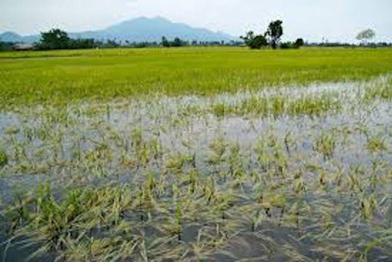 Flood destroys 3,000 farmlands in Jigawa —AFAN