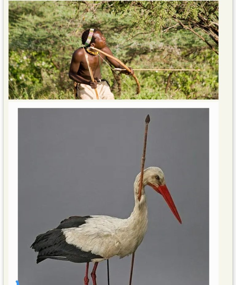 In 1822, An Arrow Shot In Africa Landed In Northern Germany