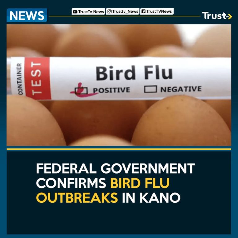 Bird Flu Outbreak Confirmed In Kano